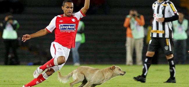 El perro de El Campín ya tiene juego propio